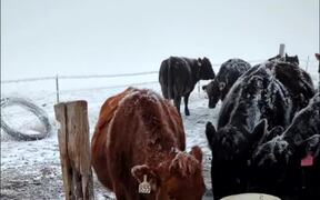 Cow Gives Hilarious Reactions While Drinking Water