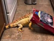 Iguana Plays With Empty Dog Food Bag in Kitchen