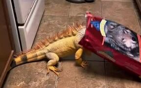 Iguana Plays With Empty Dog Food Bag in Kitchen - Animals - VIDEOTIME.COM