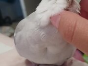 Bird Keeps Asking Owner to Pet Him Properly
