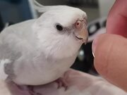 Bird Keeps Asking Owner to Pet Him Properly