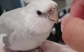 Bird Keeps Asking Owner to Pet Him Properly - Animals - VIDEOTIME.COM