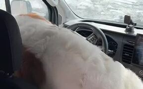 Dog Sneaks into Delivery Van and Takes Driver Seat - Animals - VIDEOTIME.COM