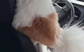 Dog Sneaks into Delivery Van and Takes Driver Seat - Animals - VIDEOTIME.COM