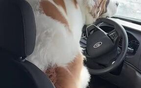 Dog Sneaks into Delivery Van and Takes Driver Seat