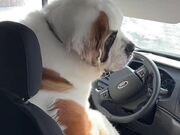 Dog Sneaks into Delivery Van and Takes Driver Seat