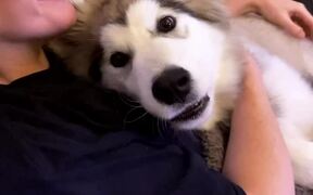 Dog Gets Protective of Owner - Animals - VIDEOTIME.COM