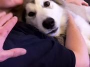Dog Gets Protective of Owner
