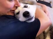 Dog Gets Protective of Owner