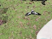 Magpies Lie Flat on Ground For Sunbath