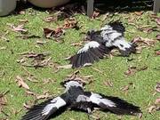 Magpies Lie Flat on Ground For Sunbath