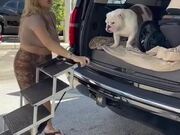 Owner Uses Stairs and Stroller For Their Dog