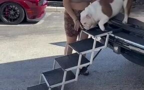 Owner Uses Stairs and Stroller For Their Dog - Animals - VIDEOTIME.COM