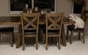 Dog Hungrily Waits at Dinner Table For Food - Animals - VIDEOTIME.COM