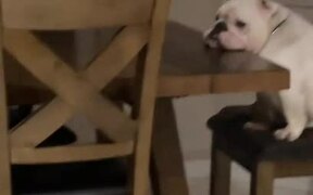 Dog Hungrily Waits at Dinner Table For Food