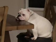 Dog Hungrily Waits at Dinner Table For Food