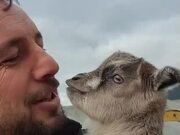 Goat Adorably Bleats Every Time Person Caresses It