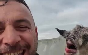 Goat Adorably Bleats Every Time Person Caresses It - Animals - VIDEOTIME.COM