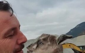 Goat Adorably Bleats Every Time Person Caresses It - Animals - VIDEOTIME.COM