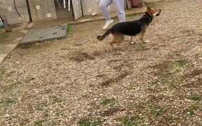 Dog Playing Football With Humans - Animals - VIDEOTIME.COM