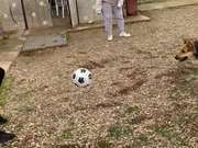 Dog Playing Football With Humans