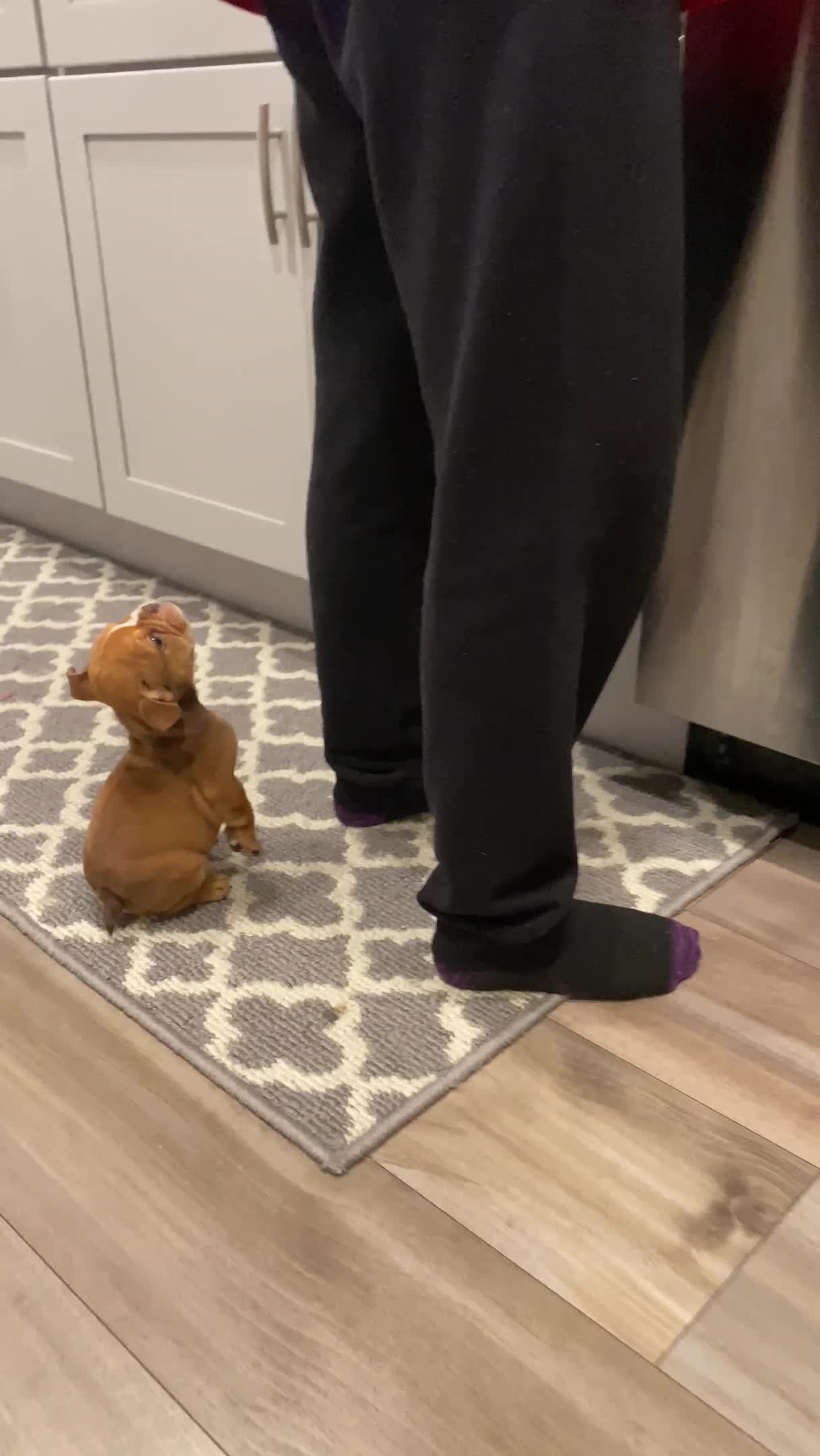 Puppy Whimpers While Owner Prepares His Food