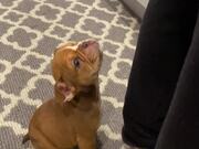 Puppy Whimpers While Owner Prepares His Food