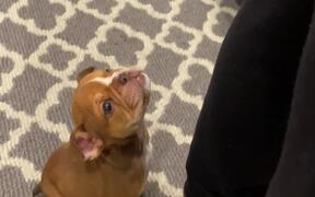 Puppy Whimpers While Owner Prepares His Food - Animals - VIDEOTIME.COM