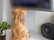 Dog Gets Confused When Video of Birds Pauses on TV