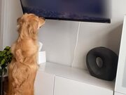 Dog Gets Confused When Video of Birds Pauses on TV