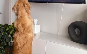 Dog Gets Confused When Video of Birds Pauses on TV - Animals - VIDEOTIME.COM