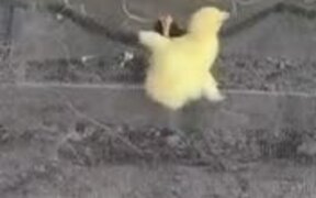 Ducklings Climb Fence to Escape to Other Side - Animals - VIDEOTIME.COM