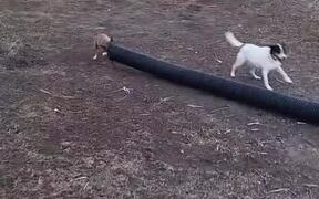Dogs Chasing Bunny Struggle toPut Head Inside Pipe - Animals - VIDEOTIME.COM