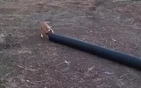 Dogs Chasing Bunny Struggle toPut Head Inside Pipe - Animals - Videotime.com