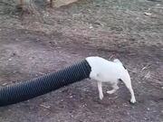 Dogs Chasing Bunny Struggle toPut Head Inside Pipe