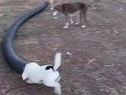 Dogs Chasing Bunny Struggle toPut Head Inside Pipe