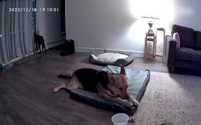 Dog Scares Another Dog By Barking Loudly