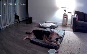 Dog Scares Another Dog By Barking Loudly - Animals - VIDEOTIME.COM