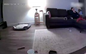 Dog Scares Another Dog By Barking Loudly - Animals - VIDEOTIME.COM