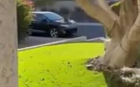 Person Catches Coyote Sitting on Car's Hood