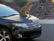 Person Catches Coyote Sitting on Car's Hood