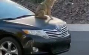 Person Catches Coyote Sitting on Car's Hood - Animals - VIDEOTIME.COM