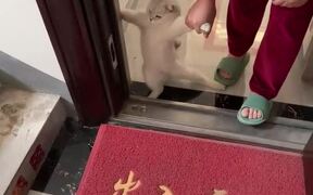 Naughty Cat Refuses To Get Out of House - Animals - VIDEOTIME.COM