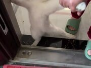 Naughty Cat Refuses To Get Out of House