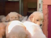 Cute Litter of Puppies is Ready to Start the Day