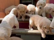 Cute Litter of Puppies is Ready to Start the Day