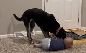 Toddler Can't Help But Roll On The Floor And Laugh - Animals - VIDEOTIME.COM