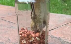 Hasty Chipmunk Gets Caught In a Cookie Jar - Animals - Videotime.com
