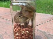 Hasty Chipmunk Gets Caught In a Cookie Jar