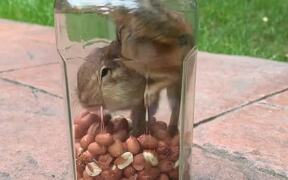 Hasty Chipmunk Gets Caught In a Cookie Jar